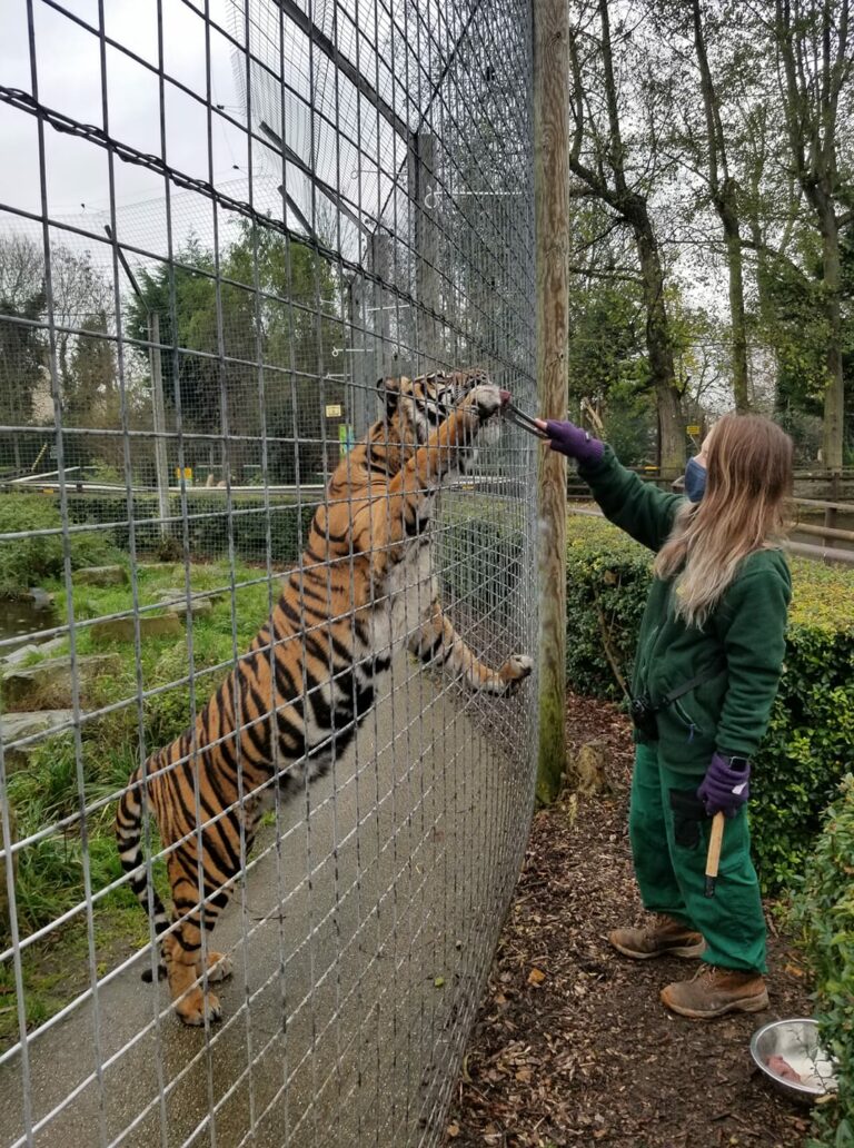 Wildlife keeper working with animals